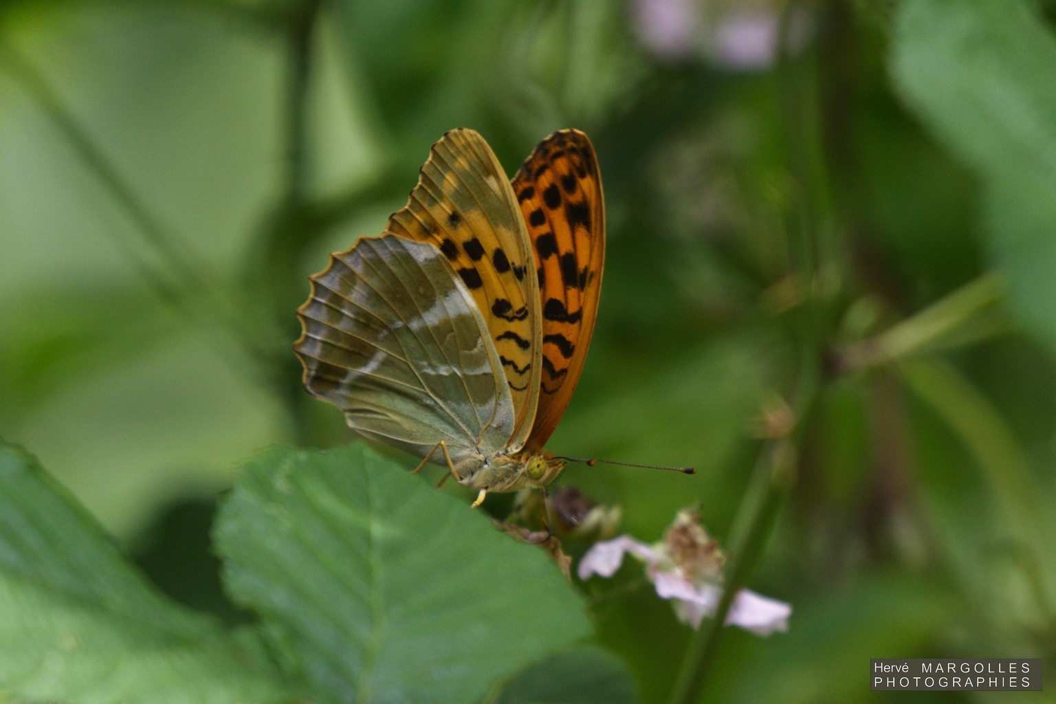 Papillon_Tabac d_Espagne.jpg